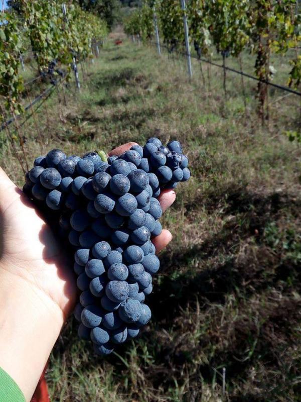 2018 Marks A New Chapter in the Evolution of Maria-Ernesta Berucci's Winery